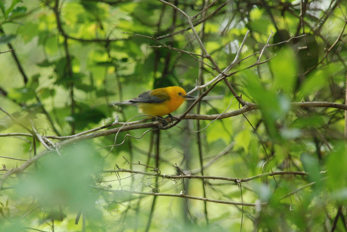 Prothonotary Warbler - ML37556591
