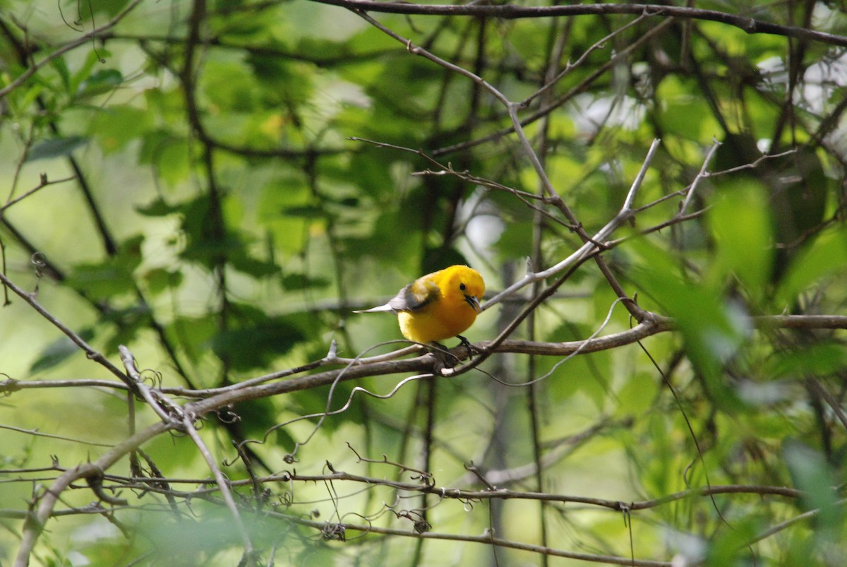 Prothonotary Warbler - ML37556601