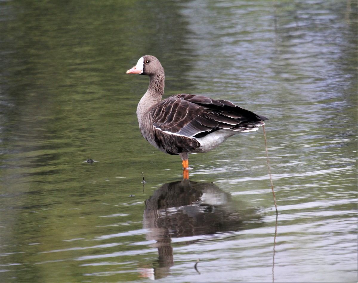 Greater White-fronted Goose - ML375566861