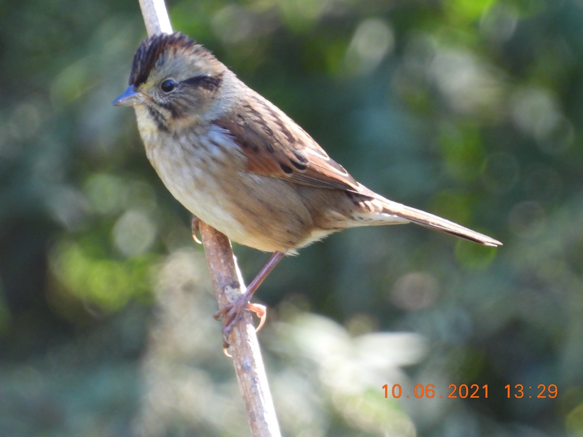Swamp Sparrow - ML375579991