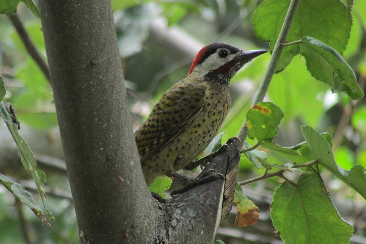 Spot-breasted Woodpecker - Benjamin Polanco