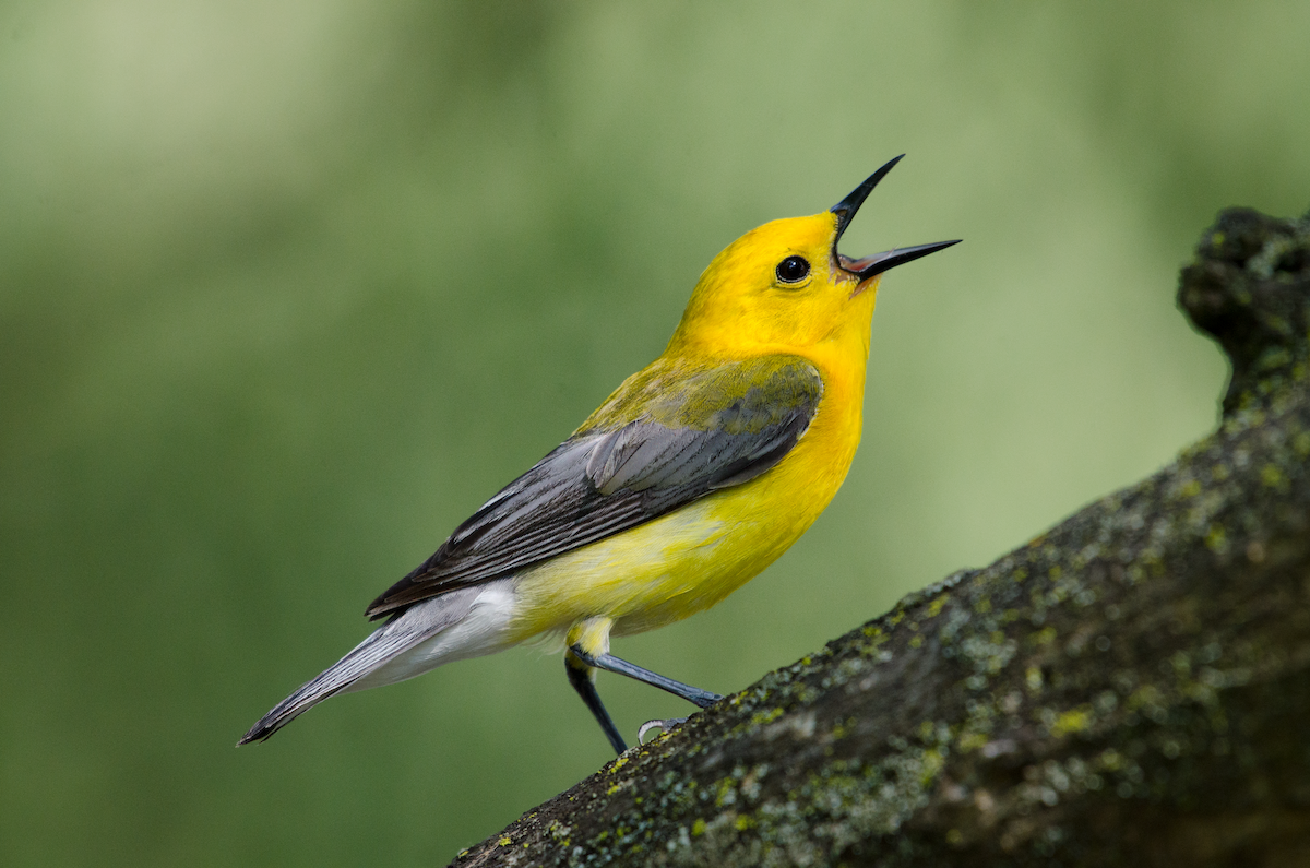 Prothonotary Warbler - ML375597081