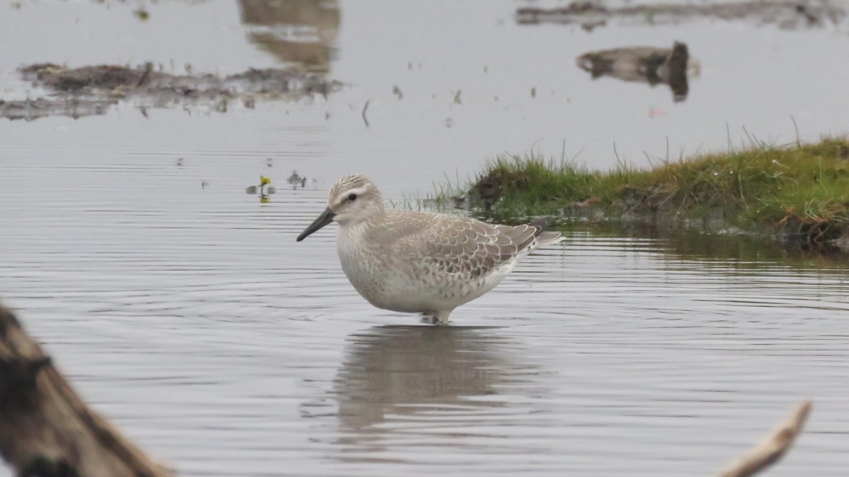 Red Knot - ML375601931
