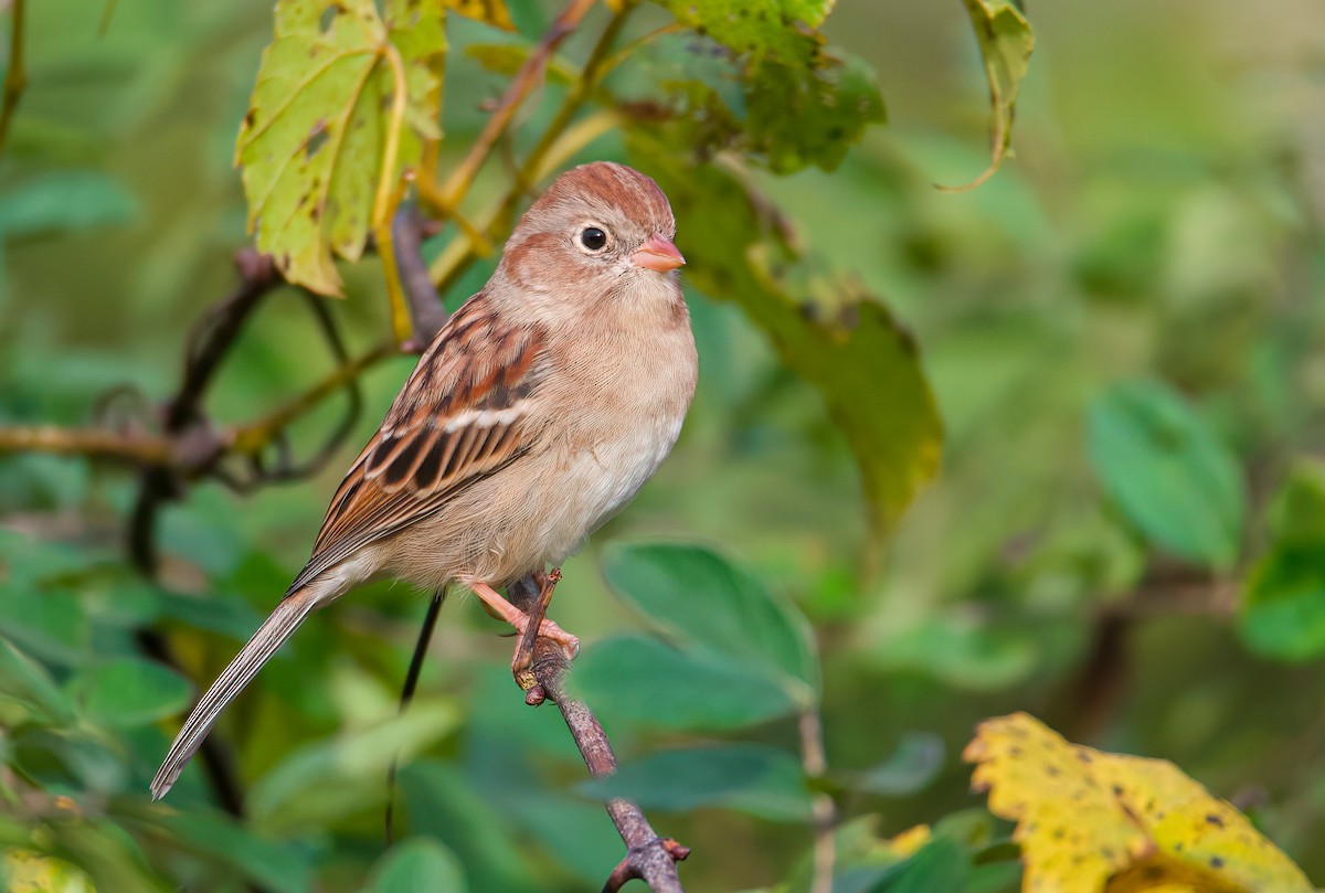 Field Sparrow - Matt Mason