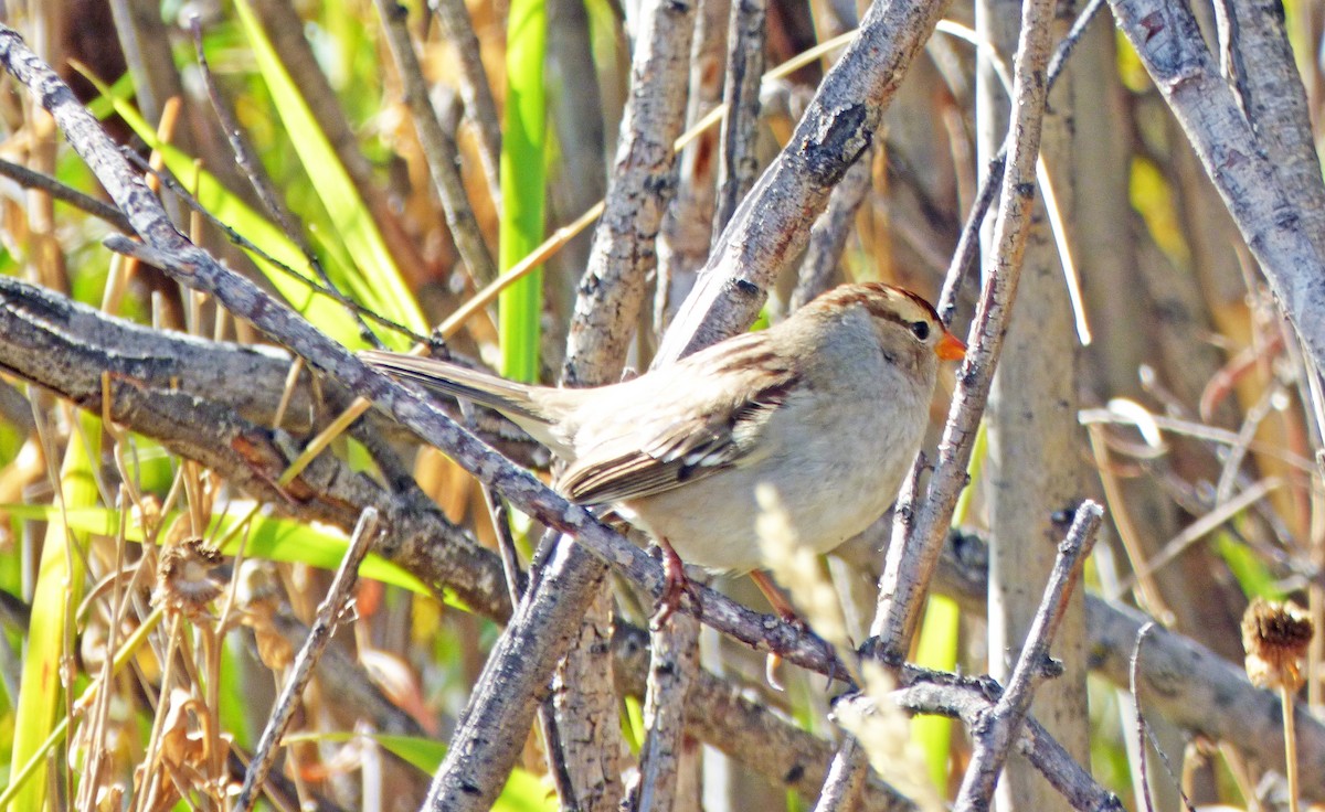 White-crowned Sparrow - Sharon Dewart-Hansen