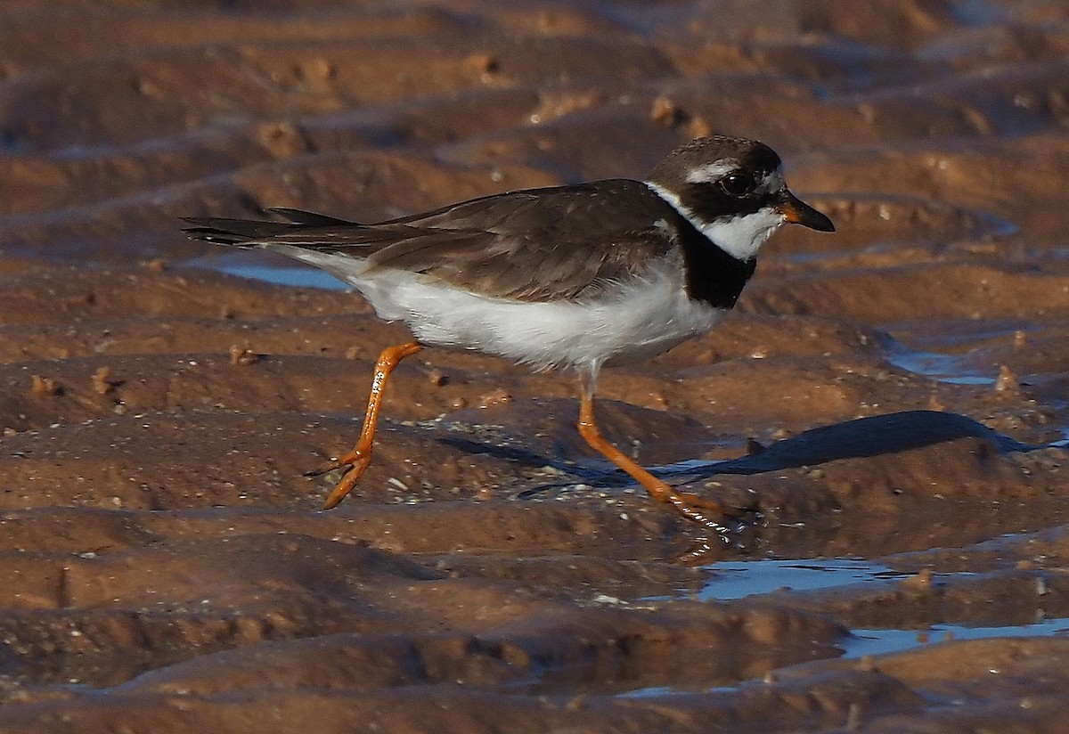 Common Ringed Plover - ML375615301