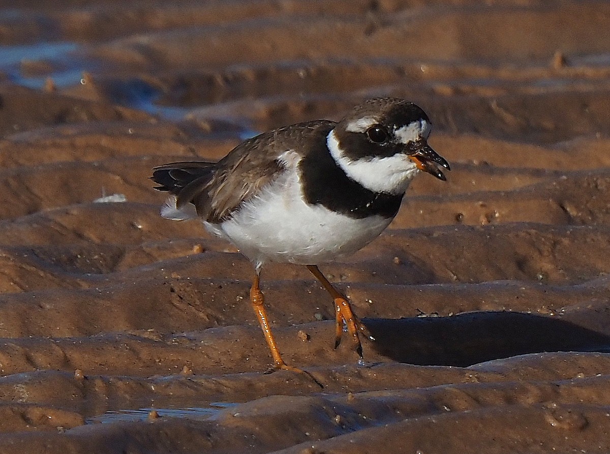 Common Ringed Plover - ML375615311