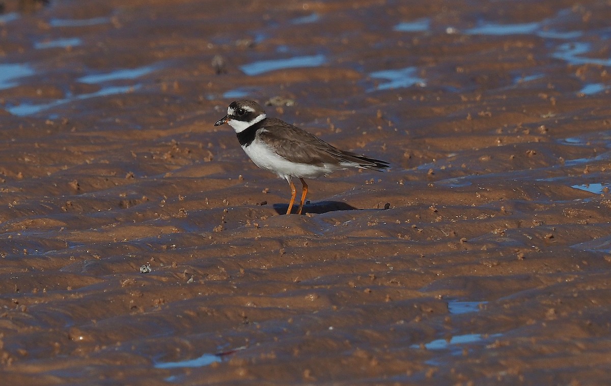Common Ringed Plover - ML375615331