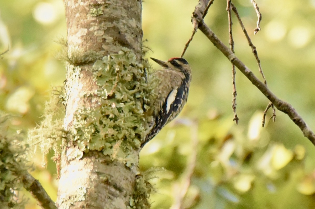 Yellow-bellied Sapsucker - Christopher Veale