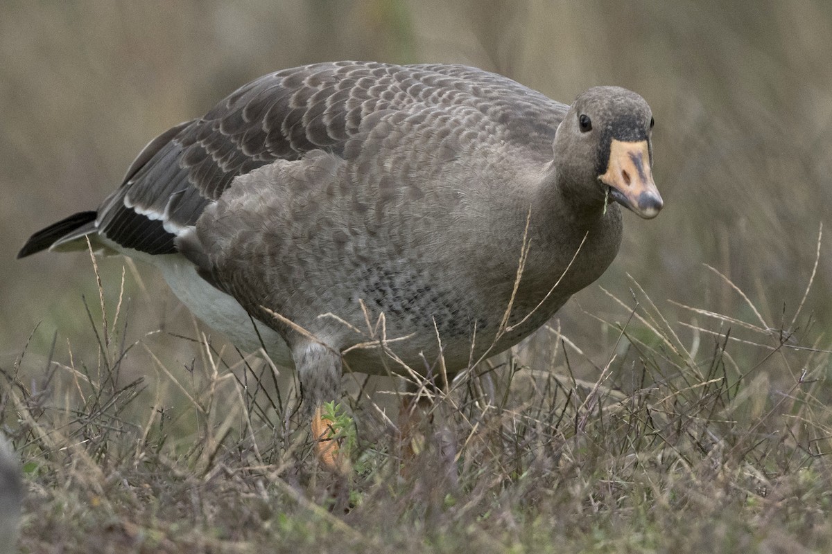 Greater White-fronted Goose - ML375621581