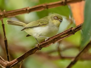 Bay-ringed Tyrannulet - Phylloscartes sylviolus - Birds of the World