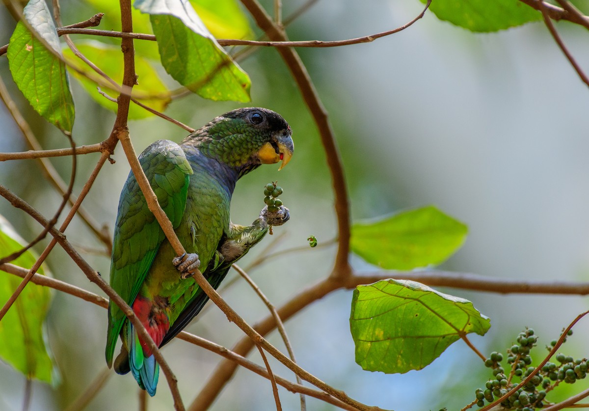 Scaly-headed Parrot - ML375632971