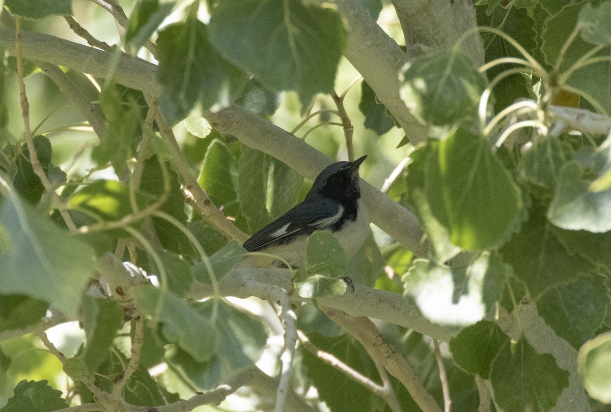 Black-throated Blue Warbler - ML375633691