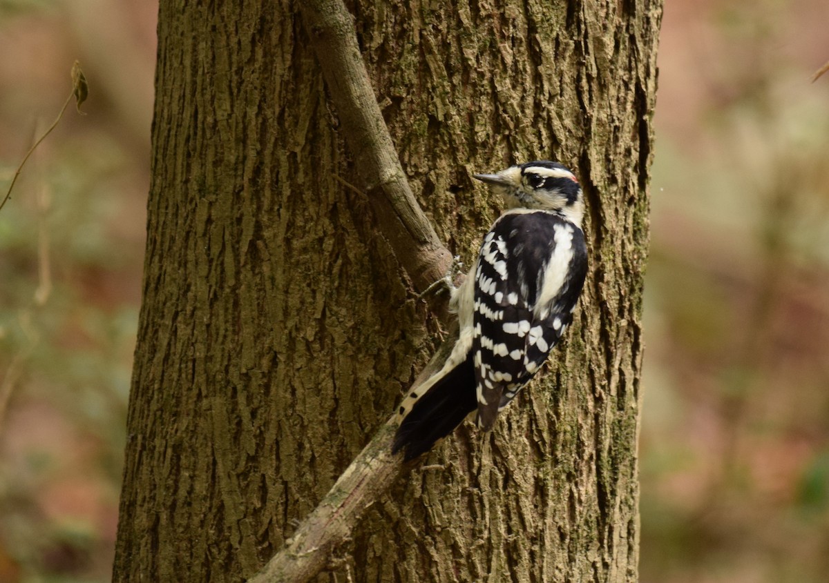 Downy Woodpecker (Eastern) - ML375643541