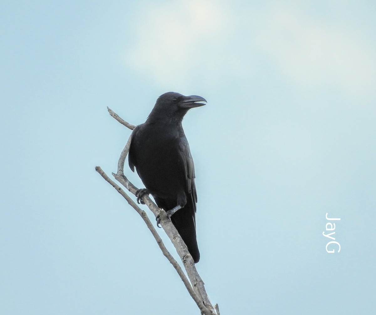 Large-billed Crow - Jay Govind