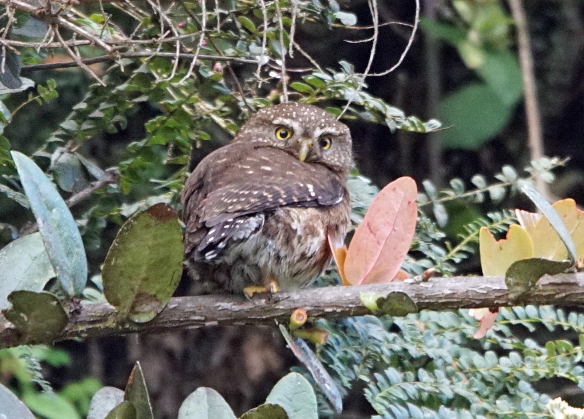 Andean Pygmy-Owl - Michael Smith