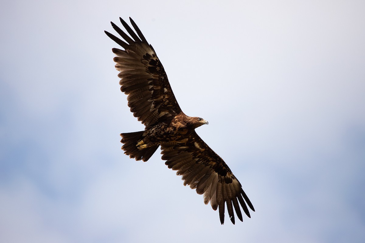 Greater Spotted Eagle - Ayuwat Jearwattanakanok