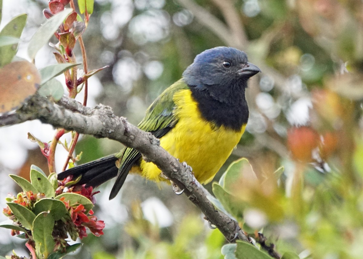 Black-chested Mountain Tanager - ML37566251