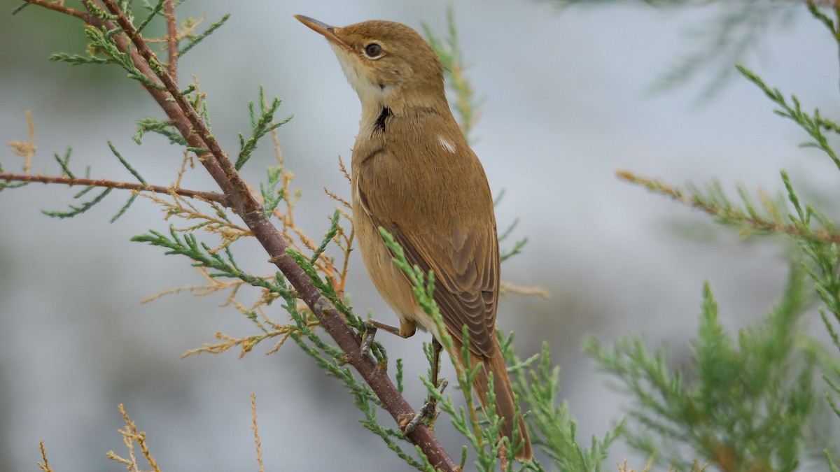 Common Reed Warbler (Common) - ML375667551