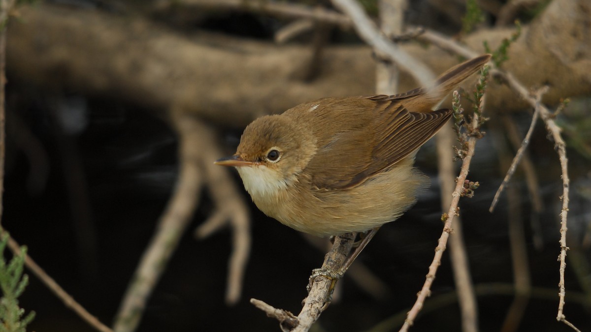 Common Reed Warbler (Common) - ML375667641