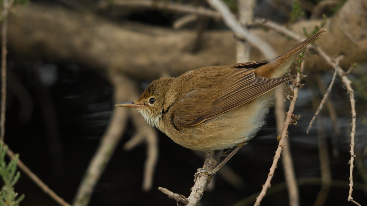 Common Reed Warbler (Common) - ML375667781