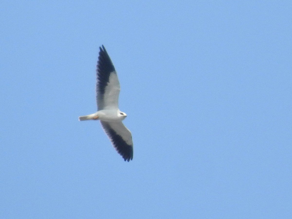 Black-winged Kite - Kalyani Kapdi