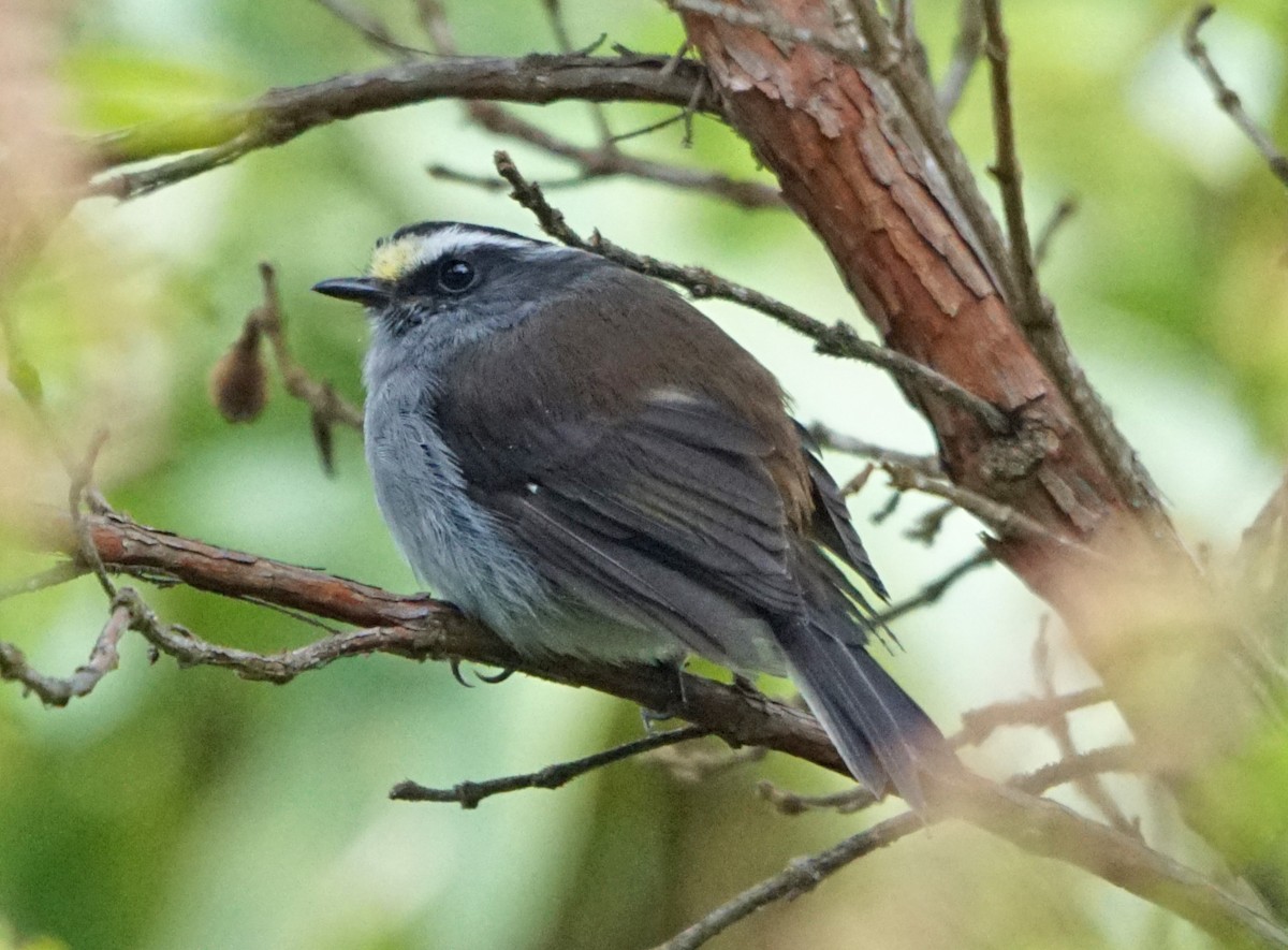 Crowned Chat-Tyrant - ML37567371