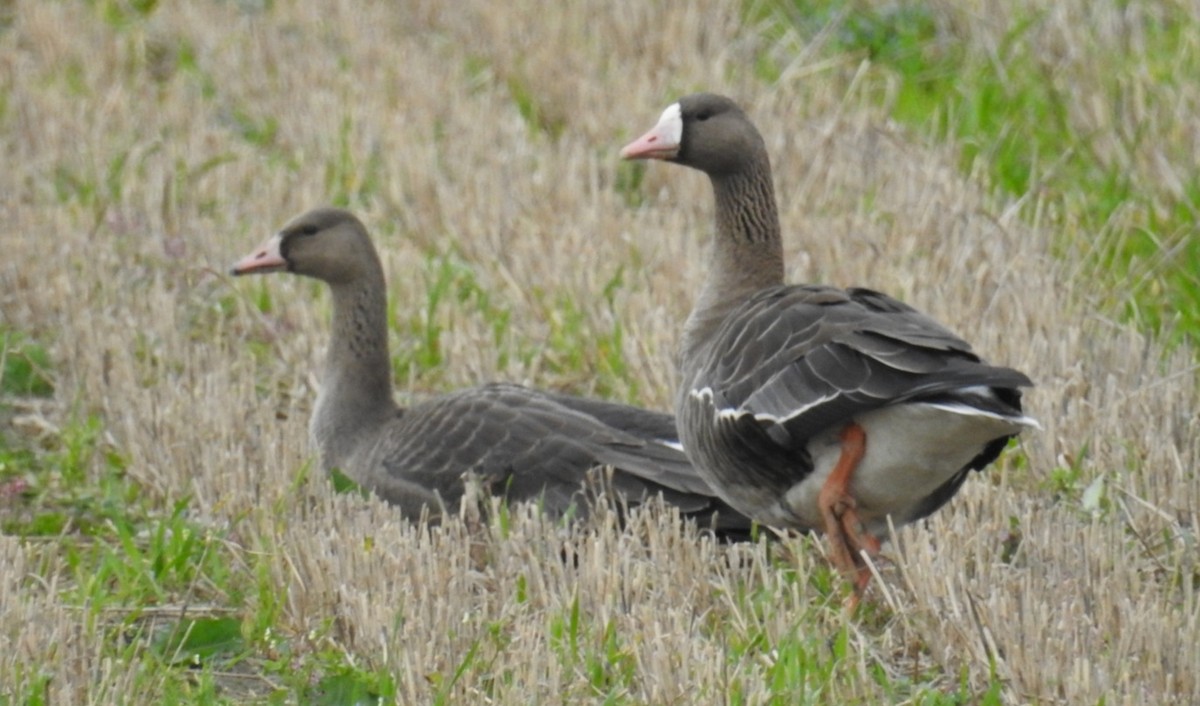 Greater White-fronted Goose - ML375685621