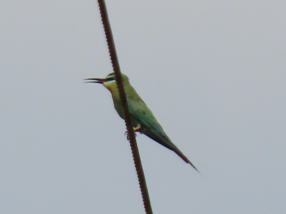 Blue-cheeked Bee-eater - Rujuta Vinod