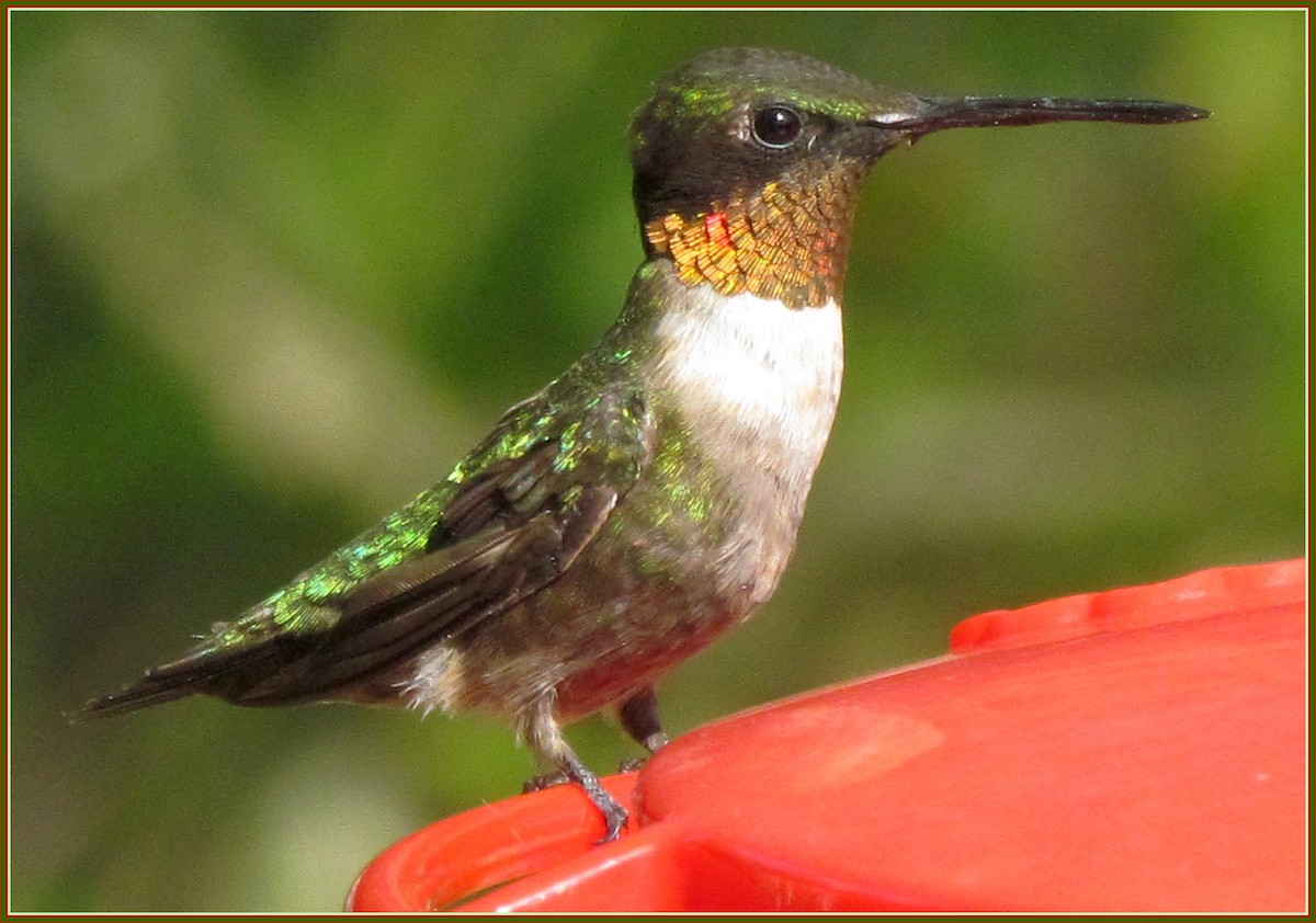 Ruby-throated Hummingbird - Becky Cook