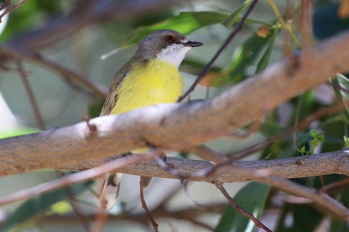 ML375690321 White-throated Gerygone Macaulay Library