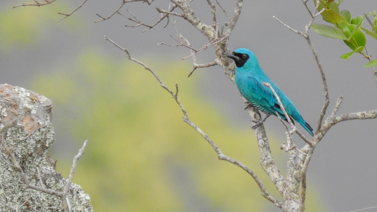 Swallow Tanager - ML375697501