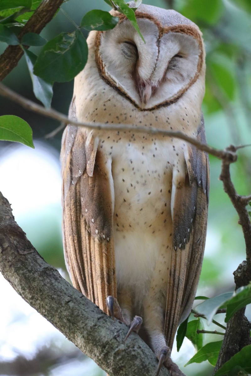 Barn Owl - Chandrashekar M