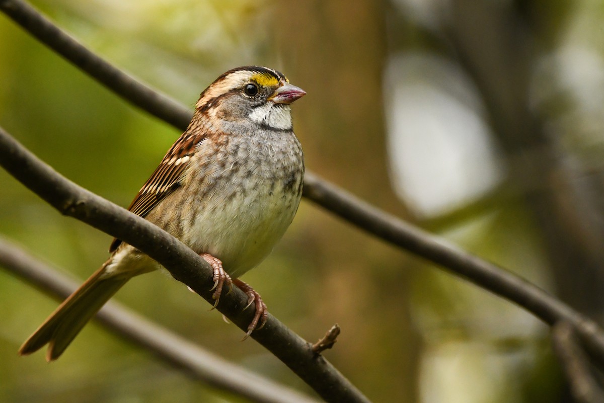 White-throated Sparrow - Manny Salas