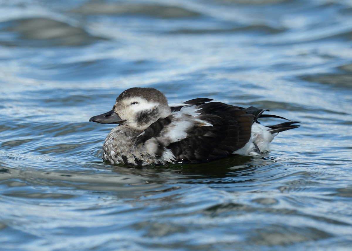 Long-tailed Duck - ML37570831