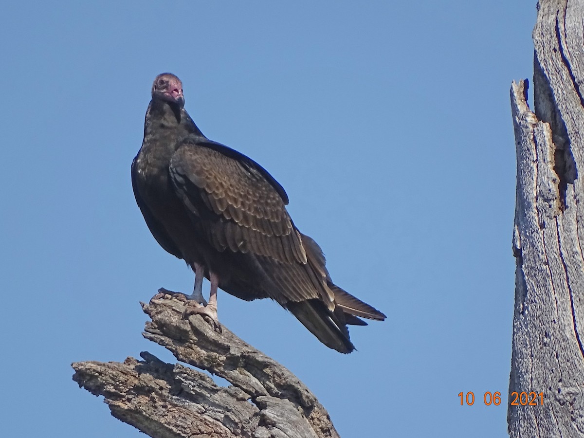 Turkey Vulture - ML375708841