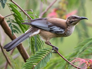  - New Caledonian Friarbird