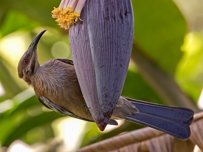 New Caledonian Friarbird - Lars Petersson