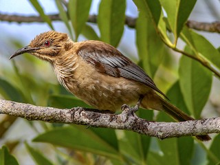  - New Caledonian Friarbird