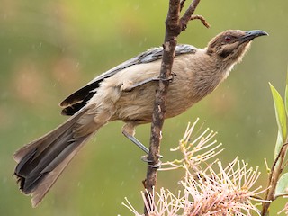  - New Caledonian Friarbird