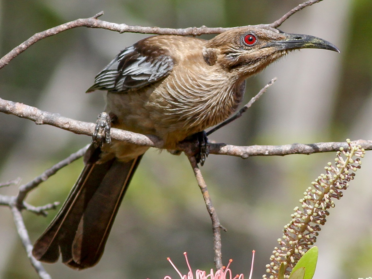 New Caledonian Friarbird - Chris Wiley