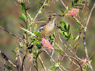  - New Caledonian Friarbird