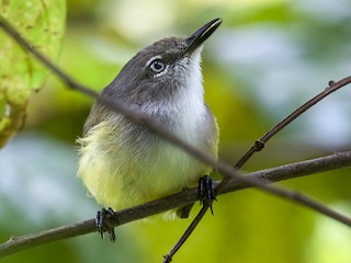  - Lars Petersson | My World of Bird Photography - ML375711591