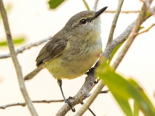  - Fan-tailed Gerygone