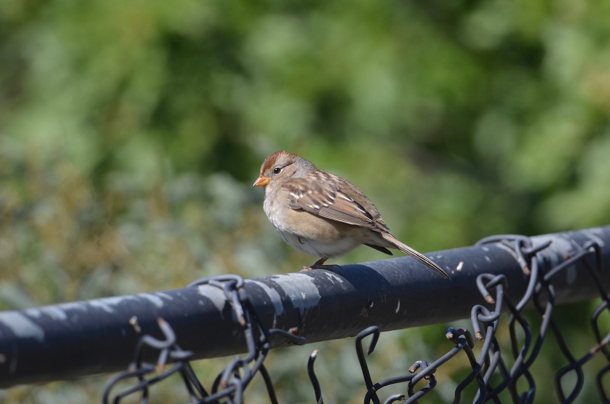 White-crowned Sparrow (Gambel's) - ML375711671