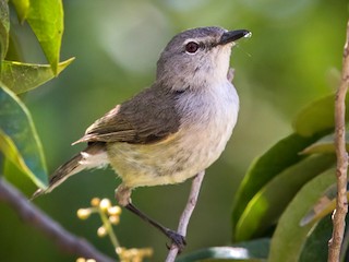 - Fan-tailed Gerygone