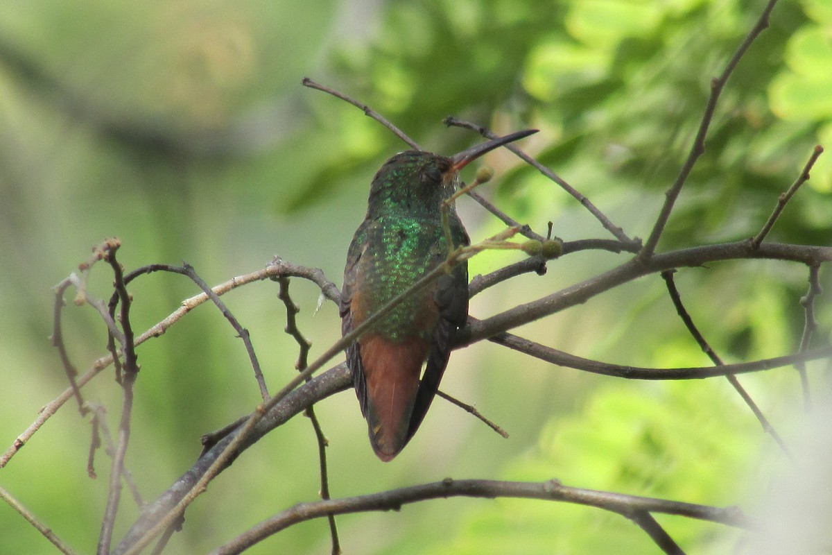 Rufous-tailed Hummingbird - Benjamin Polanco
