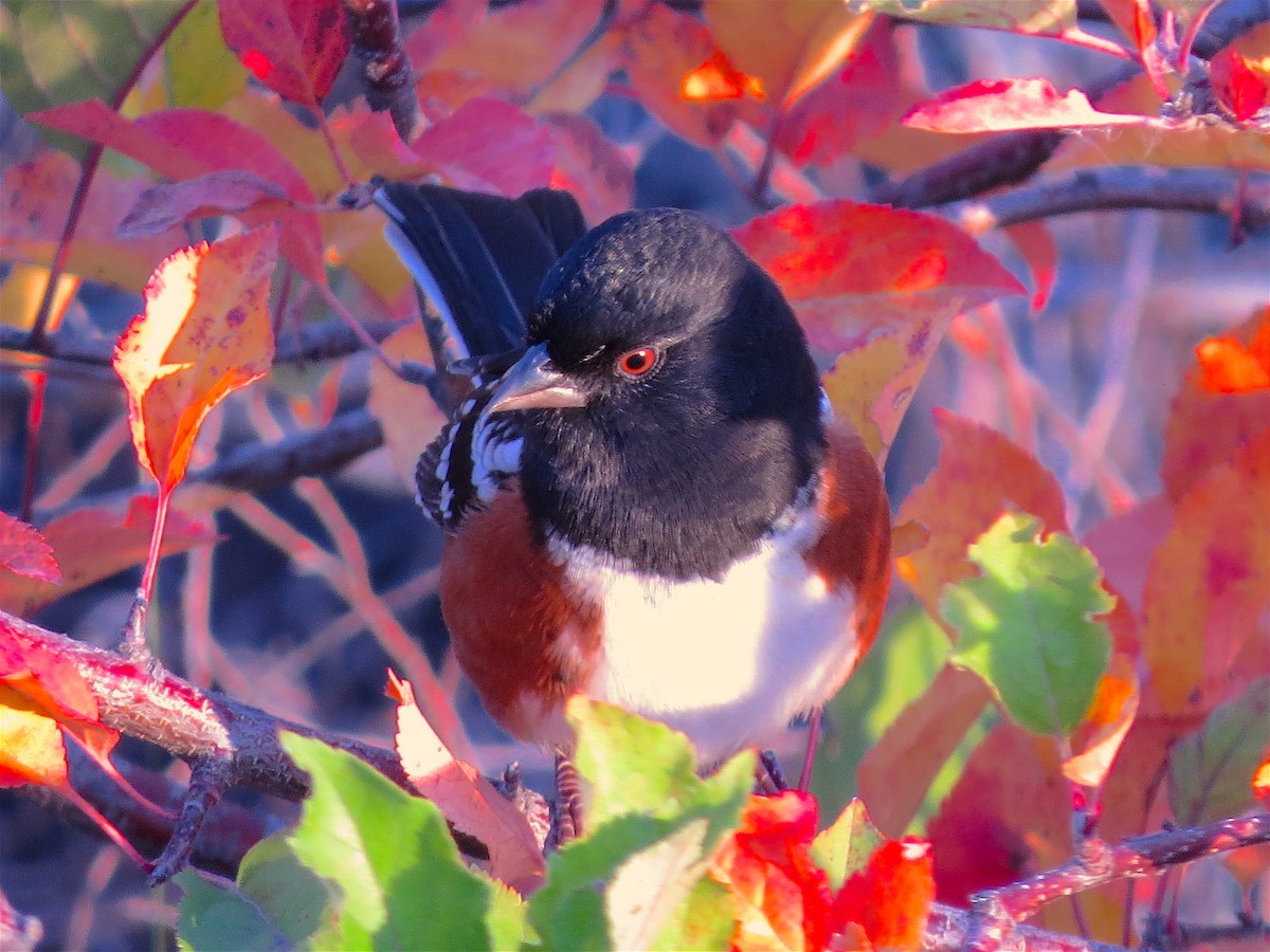 Spotted Towhee - ML37571381