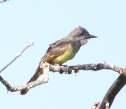 Great Crested Flycatcher - ML375714171