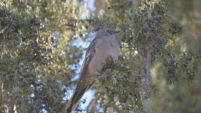 Townsend's Solitaire - ML375714551